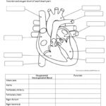 Anatomy And Physiology Diagrams Worksheets Printable