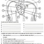 Anatomy And Physiology Diagrams Worksheets Printable