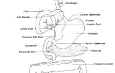 Digestive System Worksheet Answers Pin On Printable Blank Worksheet