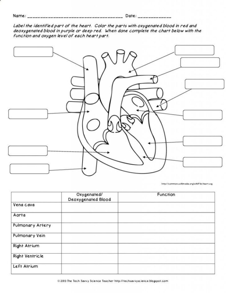 Anatomy And Physiology Diagrams Worksheets Printable