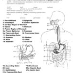 Anatomy And Physiology Workbook Worksheets Printable