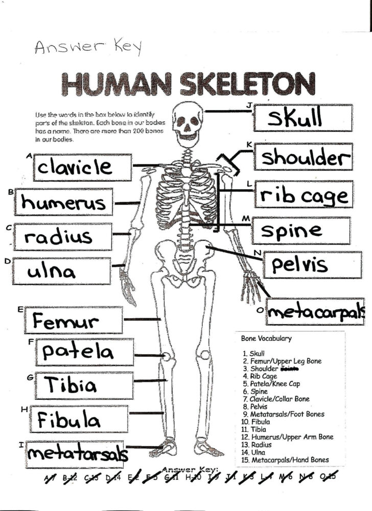 Anatomy And Physiology Workbook Worksheets Printable