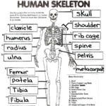 Anatomy And Physiology Worksheets Printable