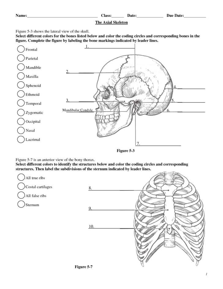 Anatomy And Physiology Worksheets Printable Ronald Worksheets