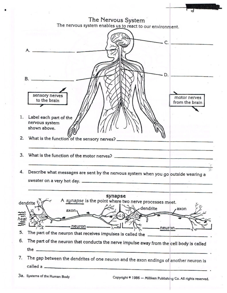 Anatomy And Physiology Worksheets Printable Ronald Worksheets