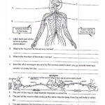 Anatomy And Physiology Worksheets Printable Notes