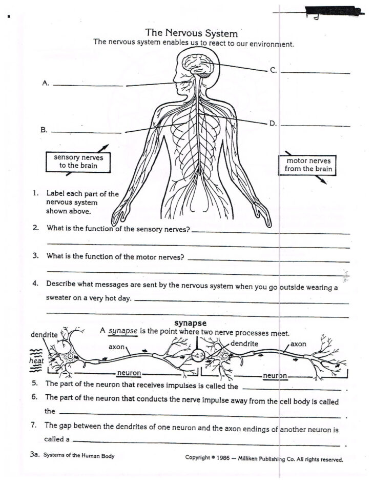 Anatomy And Physiology Worksheets Printable Notes