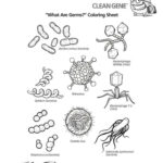 Germs Worksheets Printable