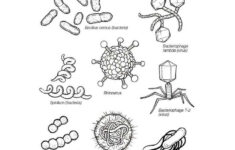 11 Bacteria Worksheet Preschool Hygiene Lessons Kindergarten