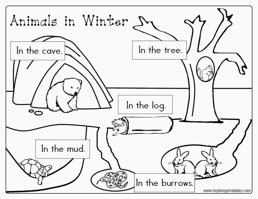 Hibernation Worksheet For Preschool Educational Template Design