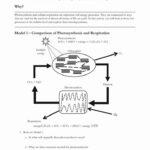 Photosynthesis And Respiration Printable Worksheets