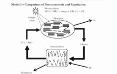 Photosynthesis And Respiration Worksheet Unique Cellular Respiration