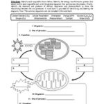 Photosynthesis And Respiration Printable Worksheets