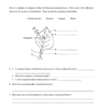 Photosynthesis And Respiration Printable Worksheets