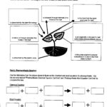 Photosynthesis And Respiration Printable Worksheets