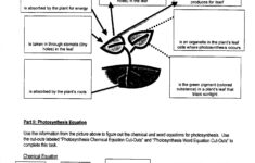 Free Printable Photosynthesis Worksheets Printable Worksheets