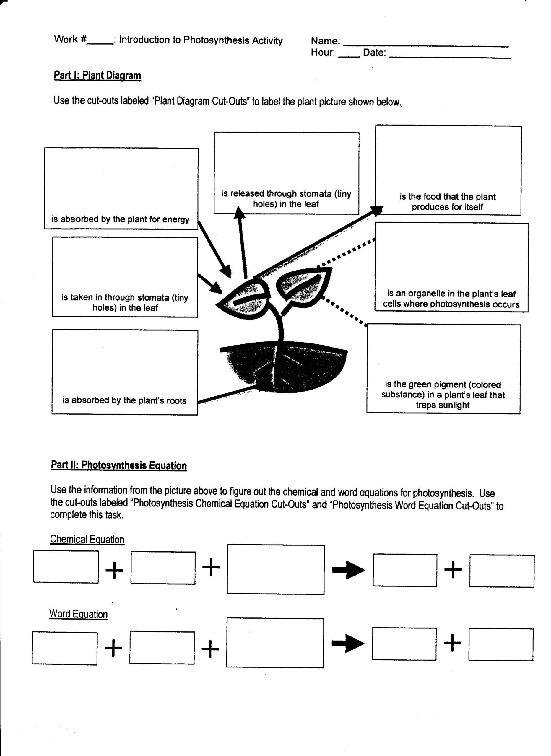 Free Printable Photosynthesis Worksheets Printable Worksheets