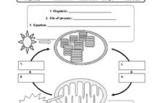 Photosynthesis And Cellular Respiration Worksheet By A Thom ic Science