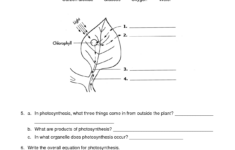 Photosynthesis Worksheet Google Search Photosynthesis Worksheet