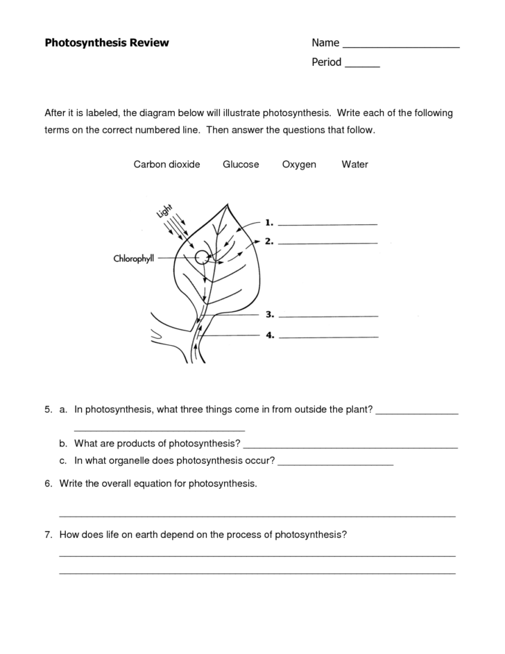 Photosynthesis And Respiration Printable Worksheets