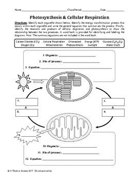 Photosynthesis And Cellular Respiration Worksheet By A Thom ic Science