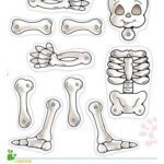 Skeleton Worksheets Printable