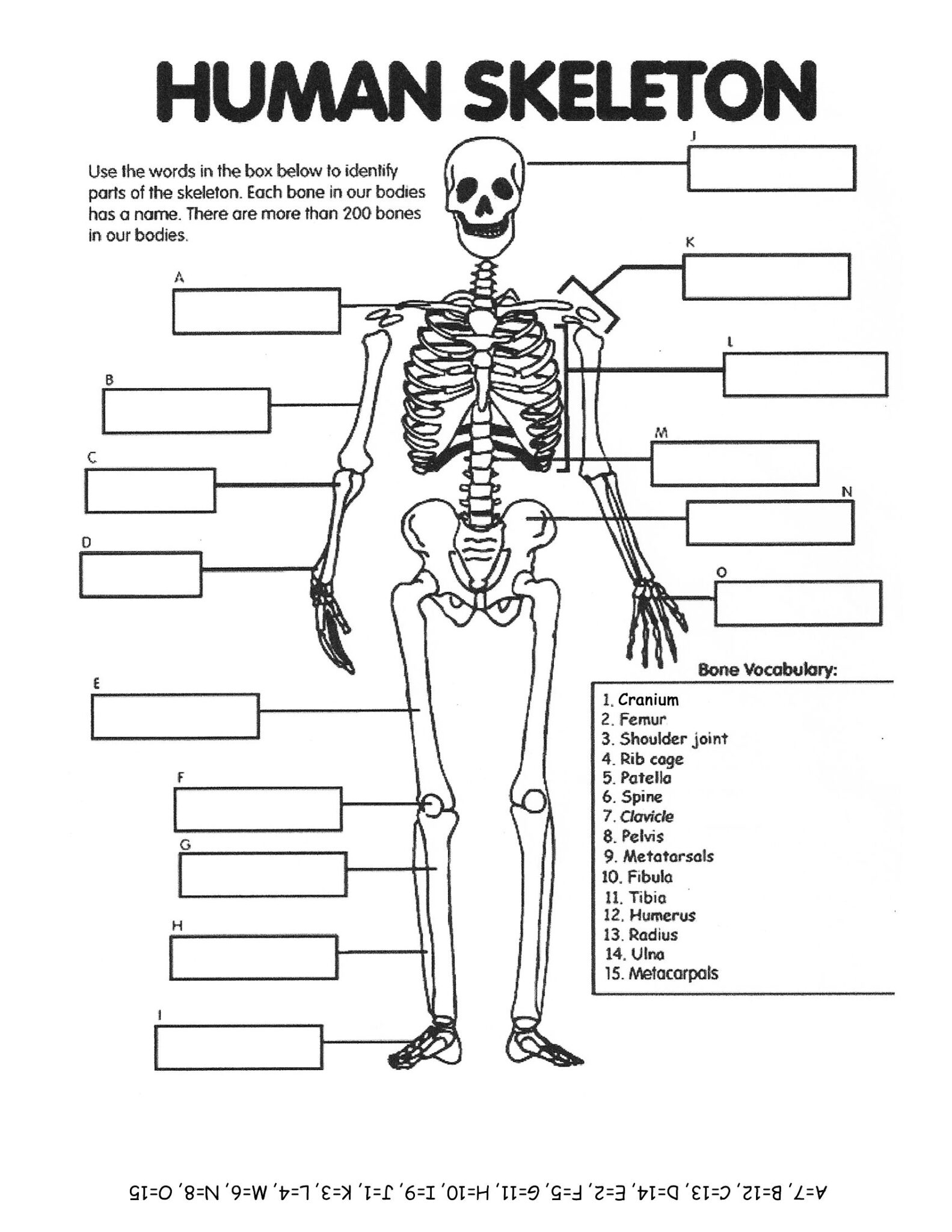 Skeleton Worksheets Printable Ronald Worksheets