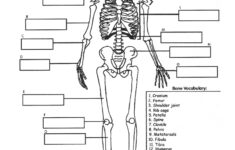 Functions Of The Skeleton Year 3 Worksheet Free Printable Worksheets