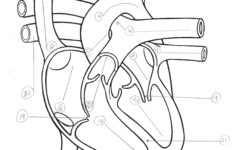 Health Archives Tim 39 s Printables Heart Diagram Printable Worksheet