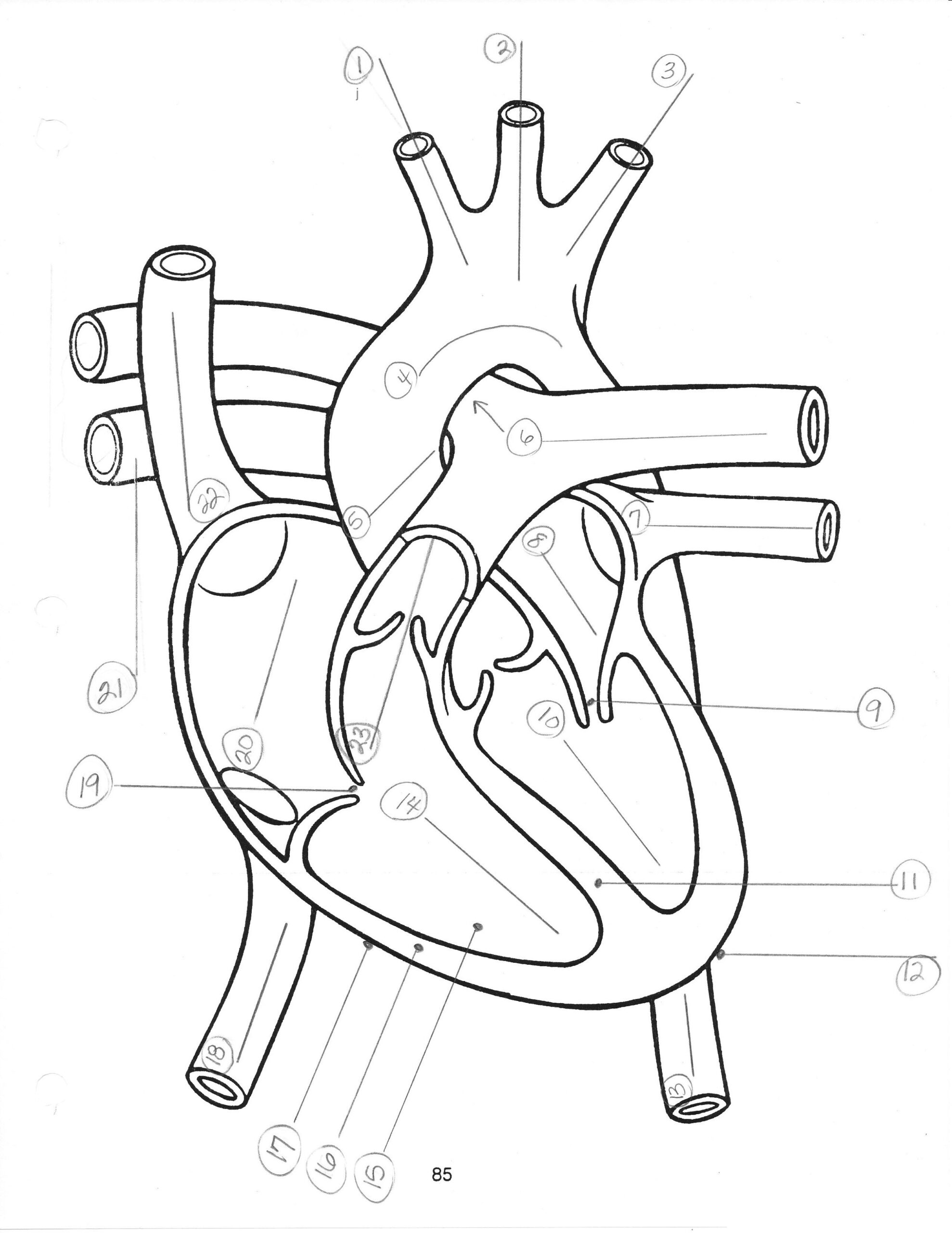 Health Archives Tim 39 s Printables Heart Diagram Printable Worksheet 
