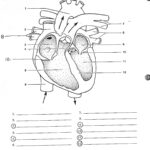 Worksheets Printable Diagram Of The Heart
