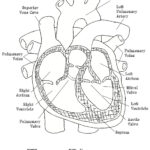 Worksheets Printable Diagram Of The Heart