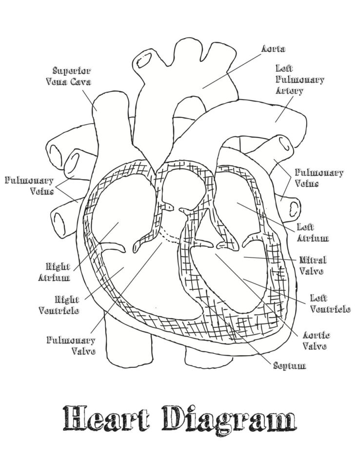 Worksheets Printable Diagram Of The Heart | Ronald Worksheets