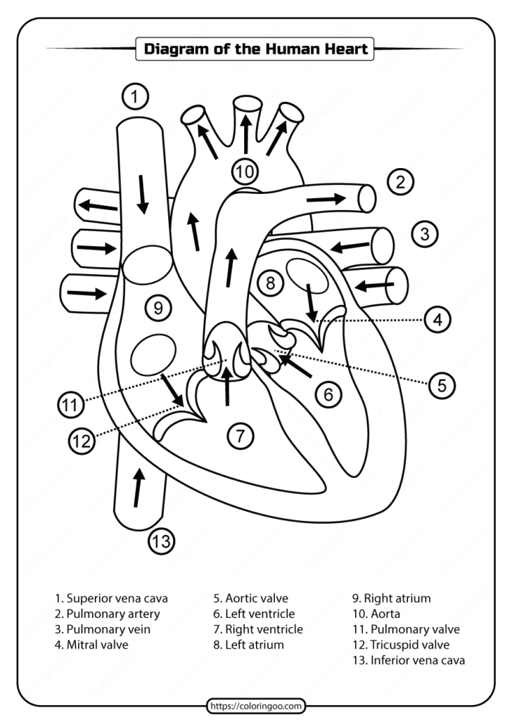 Worksheets Printable Diagram Of The Heart