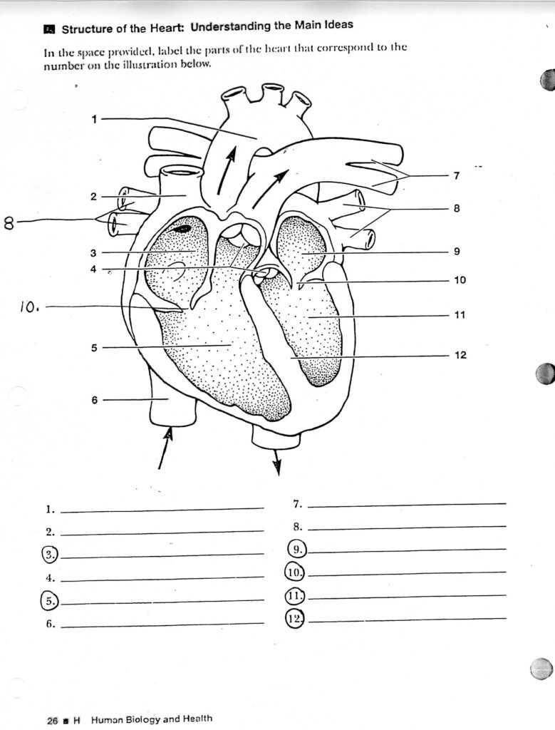 Worksheets Printable Diagram Of The Heart Ronald Worksheets