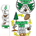Free Life Cycle Of A Christmas Tree Worksheet Inside Life Cycle Of A Christmas Tree Worksheets