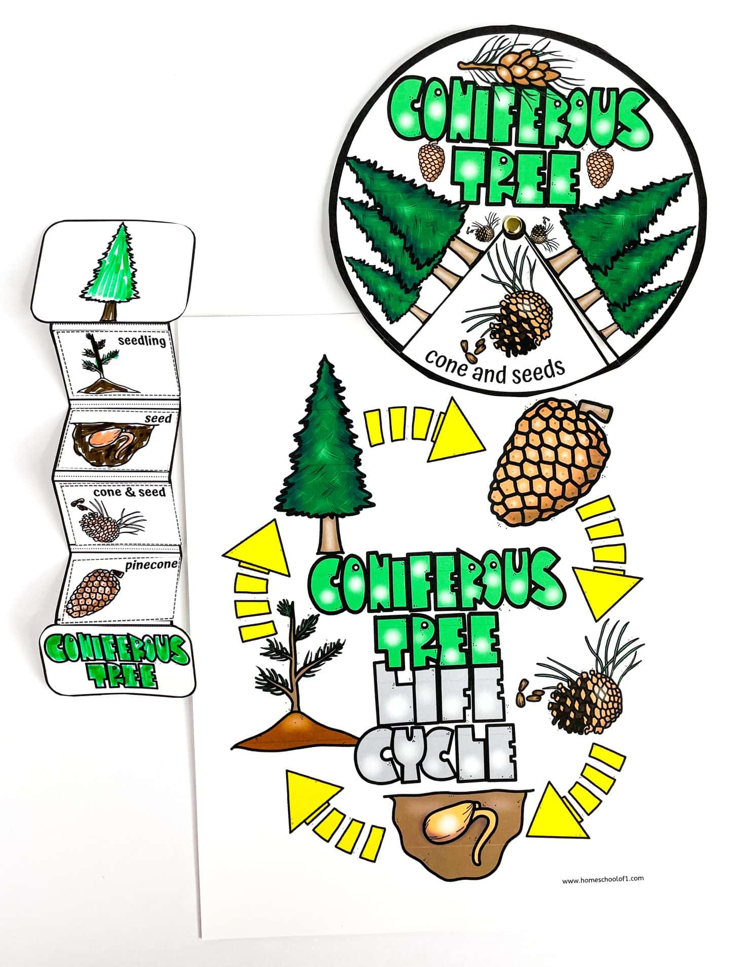 Free Life Cycle Of A Christmas Tree Worksheet inside Life Cycle Of A Christmas Tree Worksheets