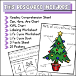 Life Cycle Of A Christmas Tree Activities, Worksheets, Booklet Inside Life Cycle Of A Christmas Tree Worksheets