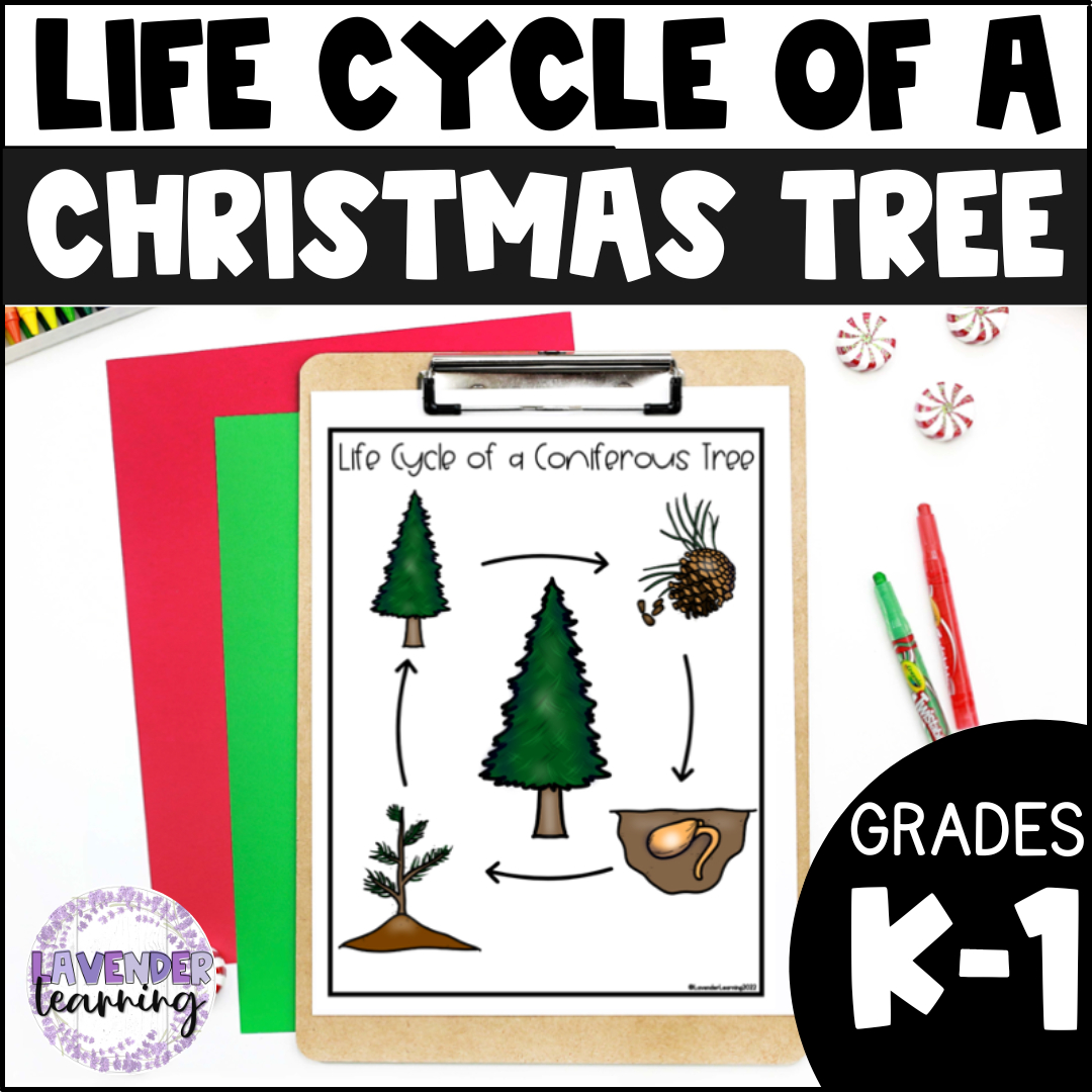 Life Cycle Of A Christmas Tree Activities, Worksheets, Booklet regarding Life Cycle of a Christmas Tree Worksheets
