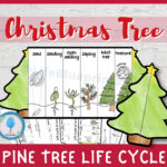 Pine Tree Life Cycle Foldable Templates | Christmas Tree Life With Life Cycle Of A Christmas Tree Worksheets