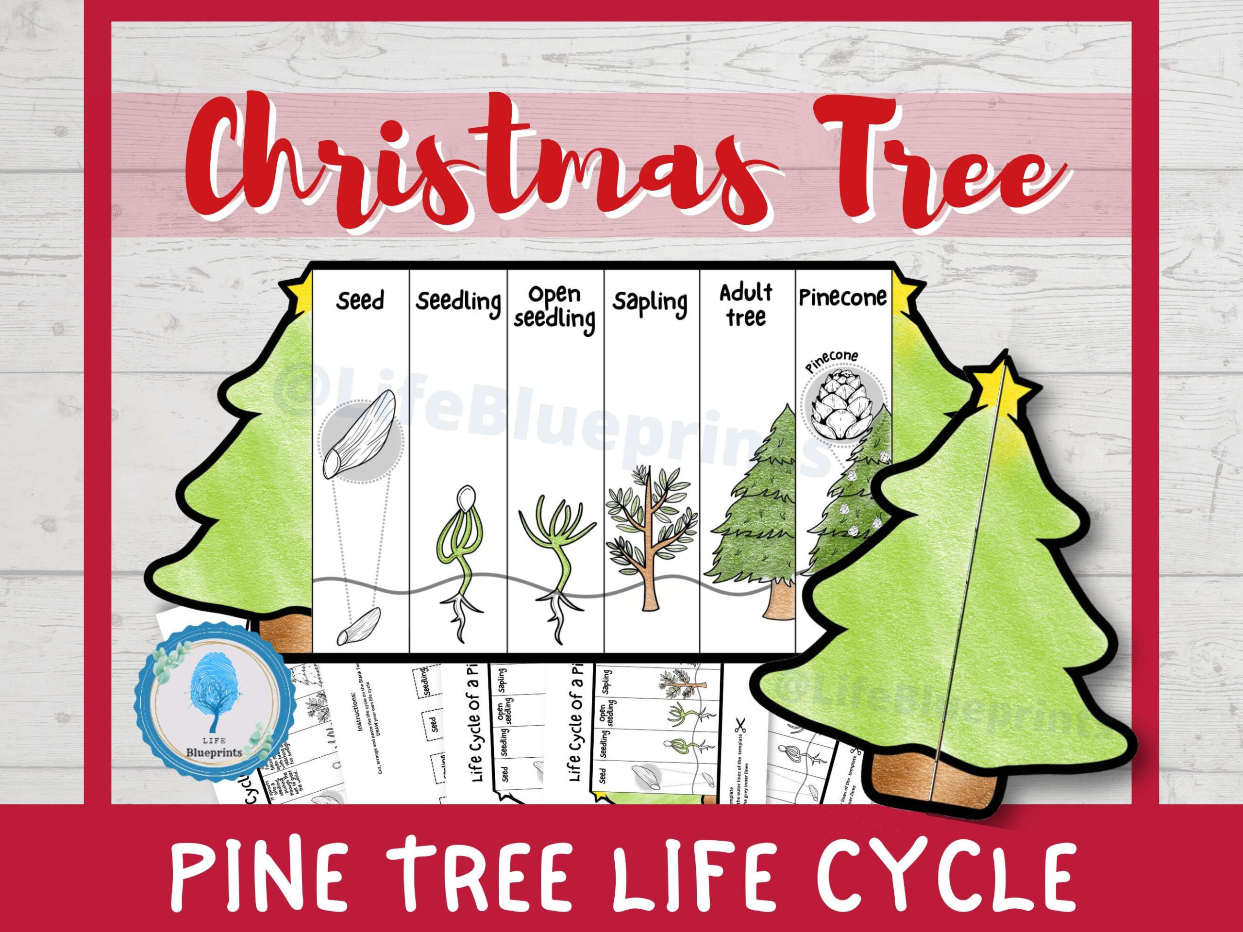 Pine Tree Life Cycle Foldable Templates | Christmas Tree Life with Life Cycle Of A Christmas Tree Worksheets